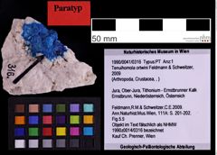 Foto (Objekt + Etiketten) von Tenuihomola ortwini (Feldmann & Schweitzer, 2009) (NHMW-GEO-1990-0041-0316)